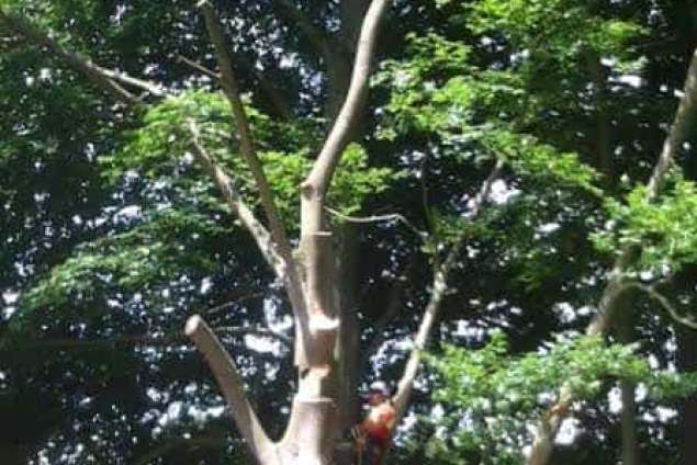 Bomen rooien Bergen op zoom