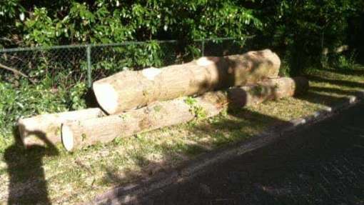 Bomen rooien Bergen op zoom