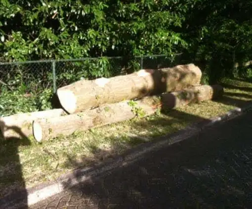 images/001-tuinaanleg-ettenleur/rotterdam-boom-kappen/bomen-verwijderen-Gouda-510x424-bfc