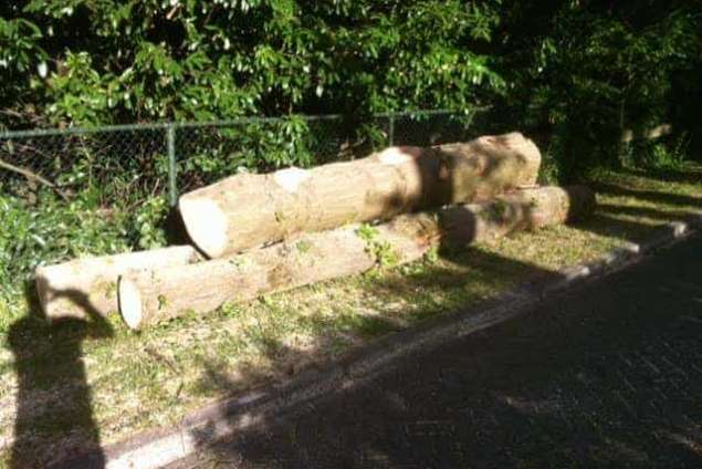 Bomen rooien Bergen op zoom