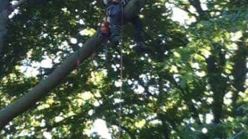 Bomen rooien Bergen op zoom