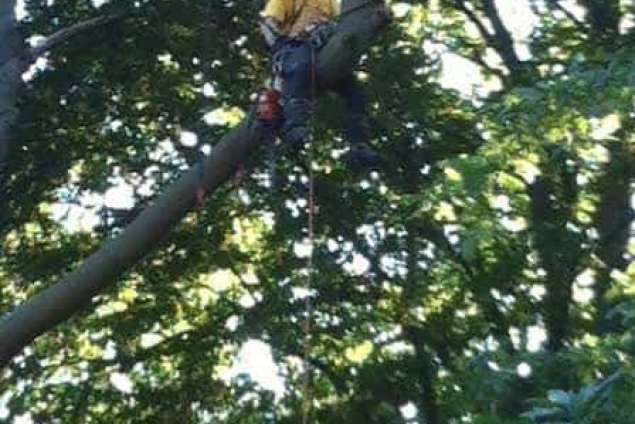 Bomen rooien Bergen op zoom