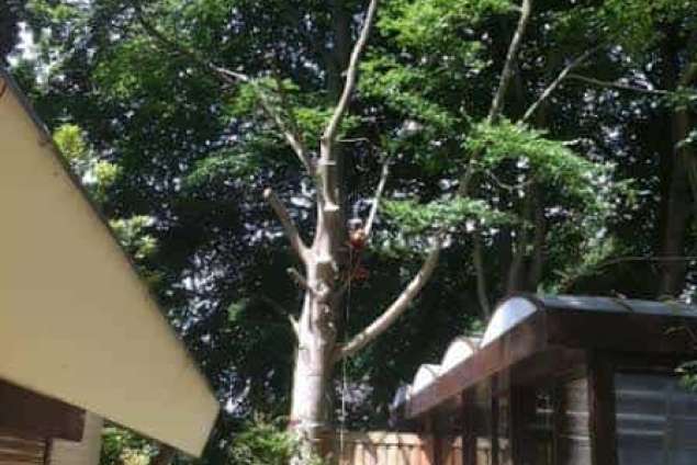 Bomen rooien Bergen op zoom