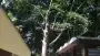 images/001-tuinaanleg-ettenleur/rotterdam-boom-kappen/bomen-verwijderen-antwerpen-90x51-355