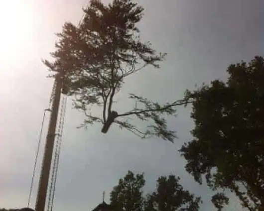 images/001-tuinaanleg-ettenleur/rotterdam-boom-kappen/boom-kappen-Vught-530x424-29a