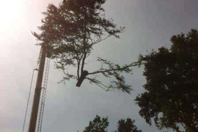 Bomen rooien Bergen op zoom