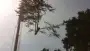 images/001-tuinaanleg-ettenleur/rotterdam-boom-kappen/boom-kappen-Vught-90x51-355