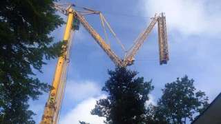 Bomen rooien Bergen op zoom