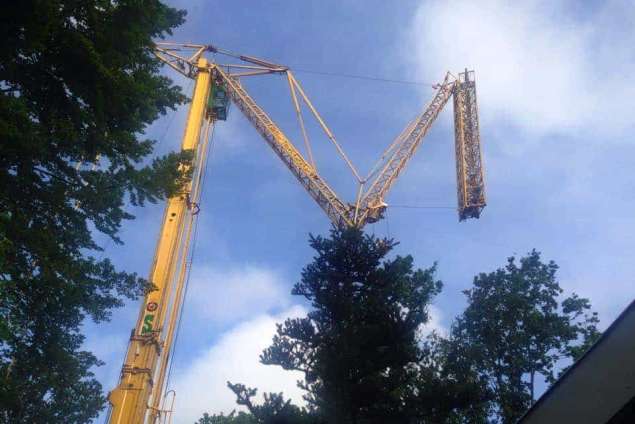 Bomen rooien Bergen op zoom