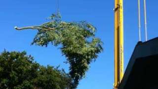 Bomen rooien Bergen op zoom