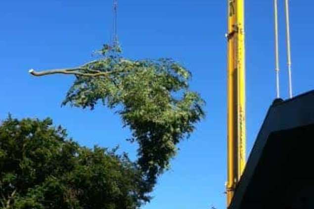 Bomen rooien Bergen op zoom