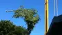 images/001-tuinaanleg-ettenleur/rotterdam-boom-kappen/boom-verwijderen-Dordrecht-90x51-355