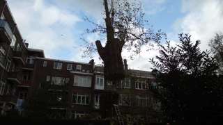 Boom verwijderen Rotterdam