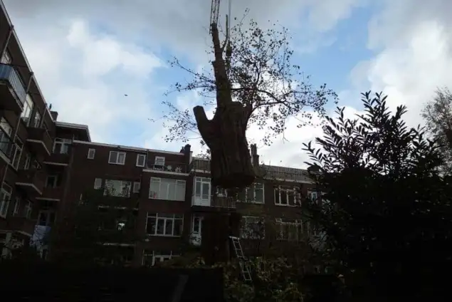 images/001-tuinaanleg-ettenleur/rotterdam-boom-kappen/rotterdam-boom-kappen-635x424-762