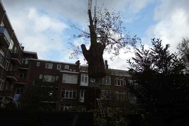 Boom verwijderen Rotterdam