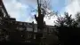 images/001-tuinaanleg-ettenleur/rotterdam-boom-kappen/rotterdam-boom-kappen-90x51-355