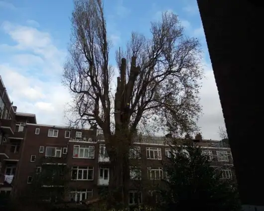 images/001-tuinaanleg-ettenleur/rotterdam-boom-kappen/rotterdam-boom-kappen-zonder-vergunning-530x424-29a
