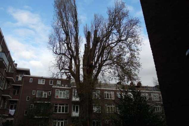 Boom verwijderen Rotterdam