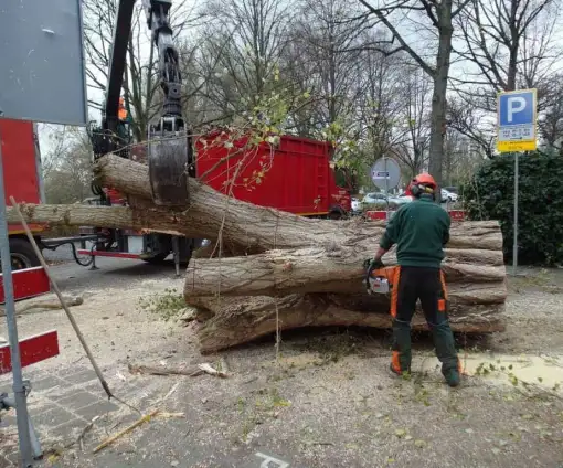 images/001-tuinaanleg-ettenleur/rotterdam-boom-kappen/rotterdam-boom-rooien(1)-510x424-bfc