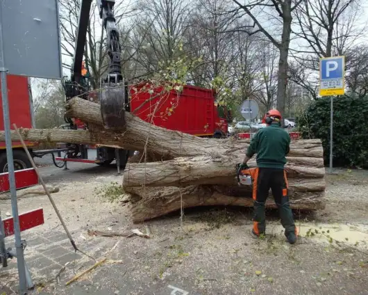 images/001-tuinaanleg-ettenleur/rotterdam-boom-kappen/rotterdam-boom-rooien(1)-530x424-29a