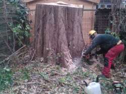 Bomen kappen Nieuwendijk