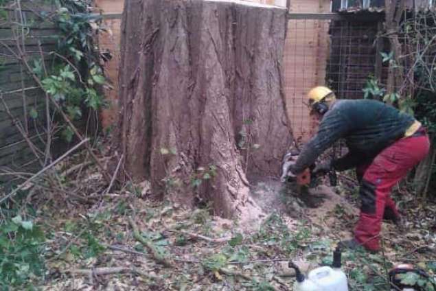 Bomen kappen Nieuwendijk