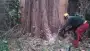 images/001-tuinaanleg-ettenleur/rotterdam-boom-kappen/rotterdam-hoe-haal-ik-een-boom-weg-90x51-355