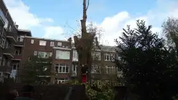 images/001-tuinaanleg-ettenleur/rotterdam-boom-kappen/rotterdam-slopen-van-bomen-257x145-7f6