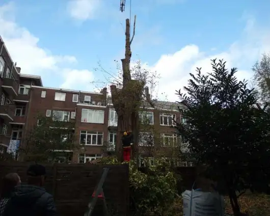 images/001-tuinaanleg-ettenleur/rotterdam-boom-kappen/rotterdam-slopen-van-bomen-530x424-29a