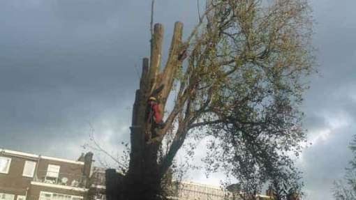 Boom verwijderen Rotterdam