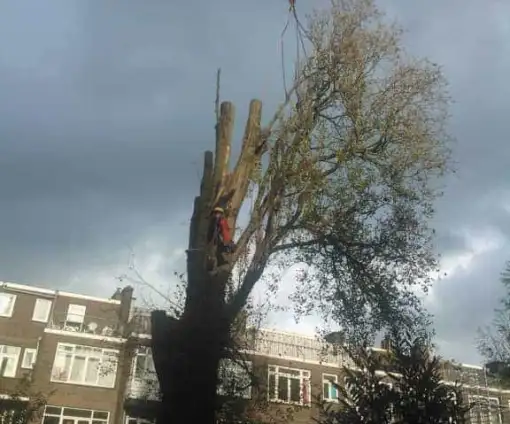 images/001-tuinaanleg-ettenleur/rotterdam-boom-kappen/rotterdam-verwijderen-boom-510x424-bfc