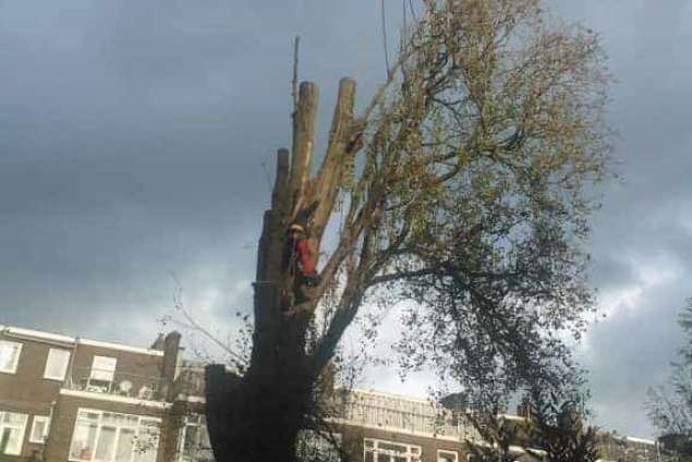 Boom verwijderen Rotterdam