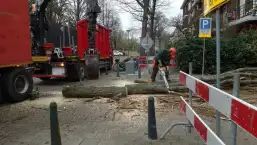 images/001-tuinaanleg-ettenleur/rotterdam-boom-kappen/rotterdam-verwijderen-van-een-italiaanse-populier-257x145-7f6