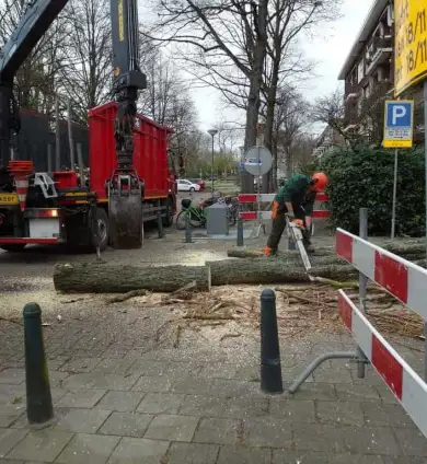 images/001-tuinaanleg-ettenleur/rotterdam-boom-kappen/rotterdam-verwijderen-van-een-italiaanse-populier-390x424-93a