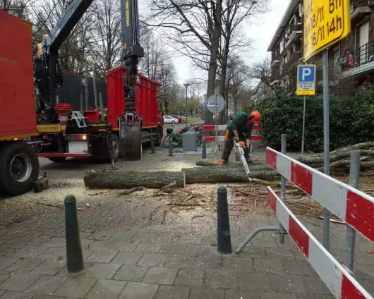 images/001-tuinaanleg-ettenleur/rotterdam-boom-kappen/rotterdam-verwijderen-van-een-italiaanse-populier-530x424-29a