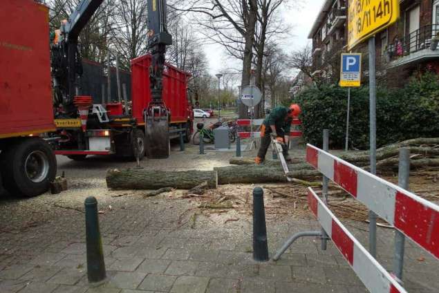 Boom verwijderen Rotterdam