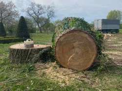 bomen rooien terschuur