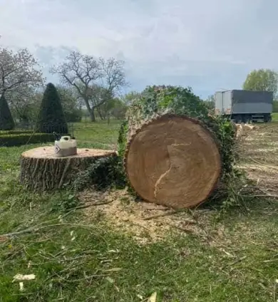 images/001-tuinaanleg-ettenleur/terschuur-boom-kappen/bomen-rooien-berneveld-terschuur-390x424-b69