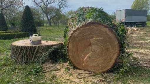 bomen rooien terschuur