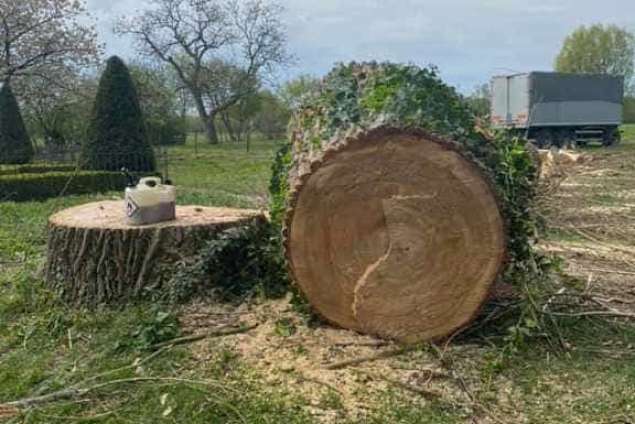 bomen rooien terschuur