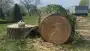 images/001-tuinaanleg-ettenleur/terschuur-boom-kappen/bomen-rooien-berneveld-terschuur-90x51-319