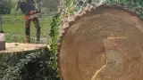 images/001-tuinaanleg-ettenleur/terschuur-boom-kappen/bomen-rooien-terschuur-160x90-ede