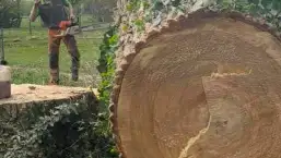 images/001-tuinaanleg-ettenleur/terschuur-boom-kappen/bomen-rooien-terschuur-257x145-1cb