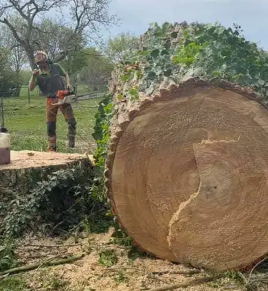 images/001-tuinaanleg-ettenleur/terschuur-boom-kappen/bomen-rooien-terschuur-390x424-b69