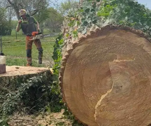 images/001-tuinaanleg-ettenleur/terschuur-boom-kappen/bomen-rooien-terschuur-510x424-f86