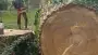 images/001-tuinaanleg-ettenleur/terschuur-boom-kappen/bomen-rooien-terschuur-90x51-319