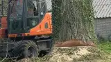 images/001-tuinaanleg-ettenleur/terschuur-boom-kappen/boom-kap-terschuur-160x90-ede