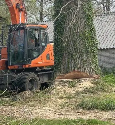 images/001-tuinaanleg-ettenleur/terschuur-boom-kappen/boom-kap-terschuur-390x424-b69