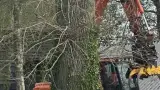 images/001-tuinaanleg-ettenleur/terschuur-boom-kappen/boom-kappen-terschuur-kosten-160x90-ede