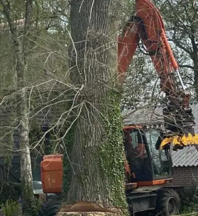 images/001-tuinaanleg-ettenleur/terschuur-boom-kappen/boom-kappen-terschuur-kosten-390x424-b69